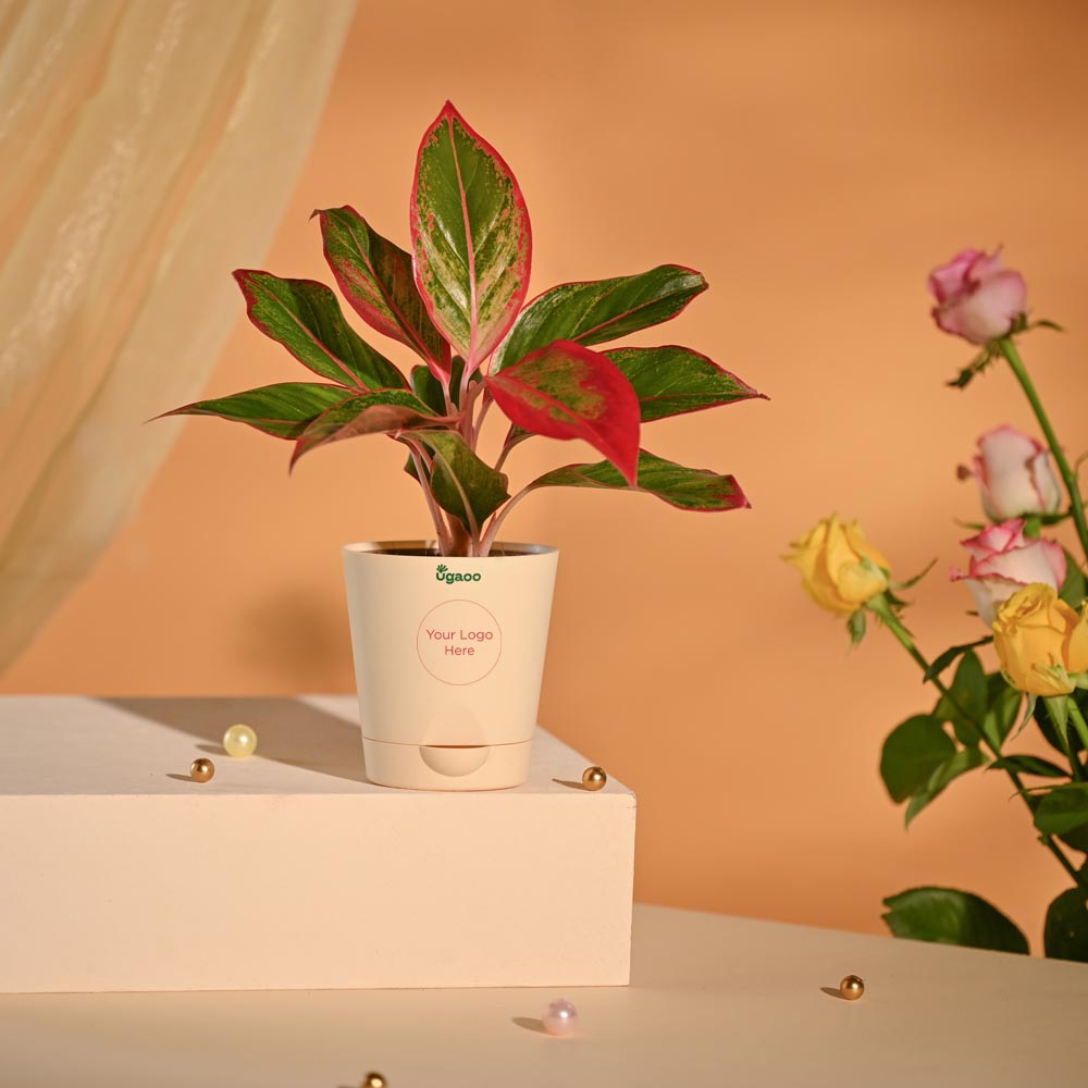 Aglaonema New Year Corporate Gifting Hamper