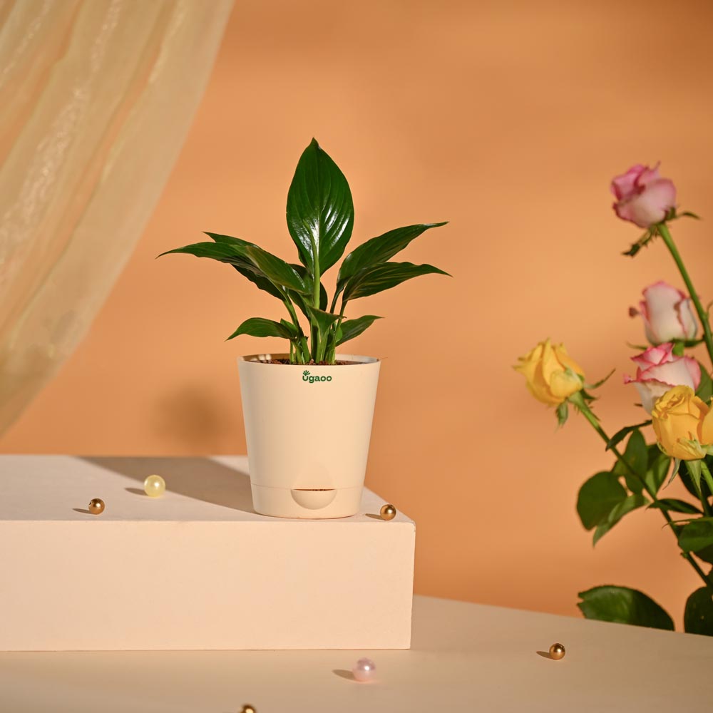 Peace Lily Luxury New Year Corporate Hamper