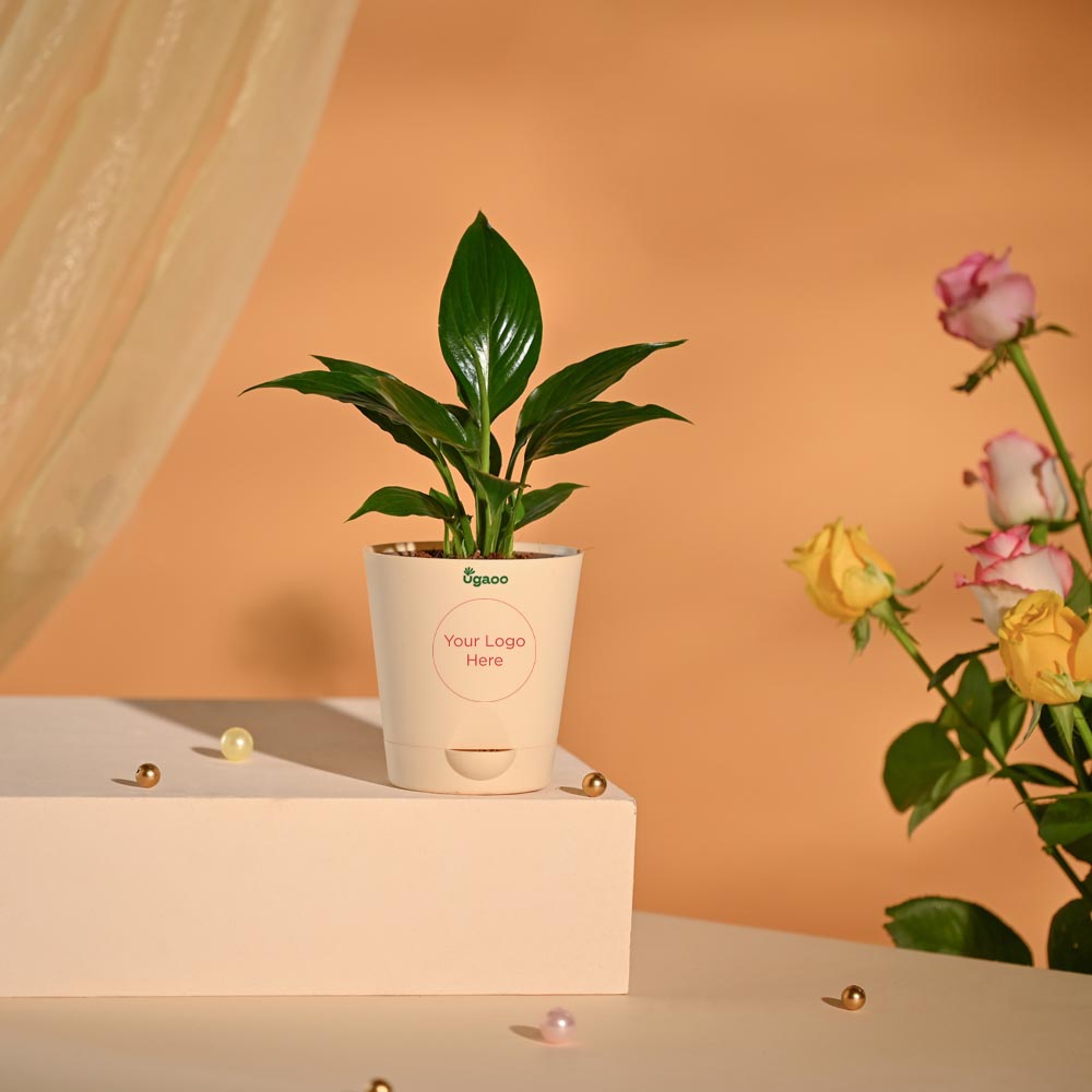 Peace Lily Luxury New Year Corporate Hamper