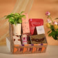 Money Plant Festive New Year Employee Gifting Hamper