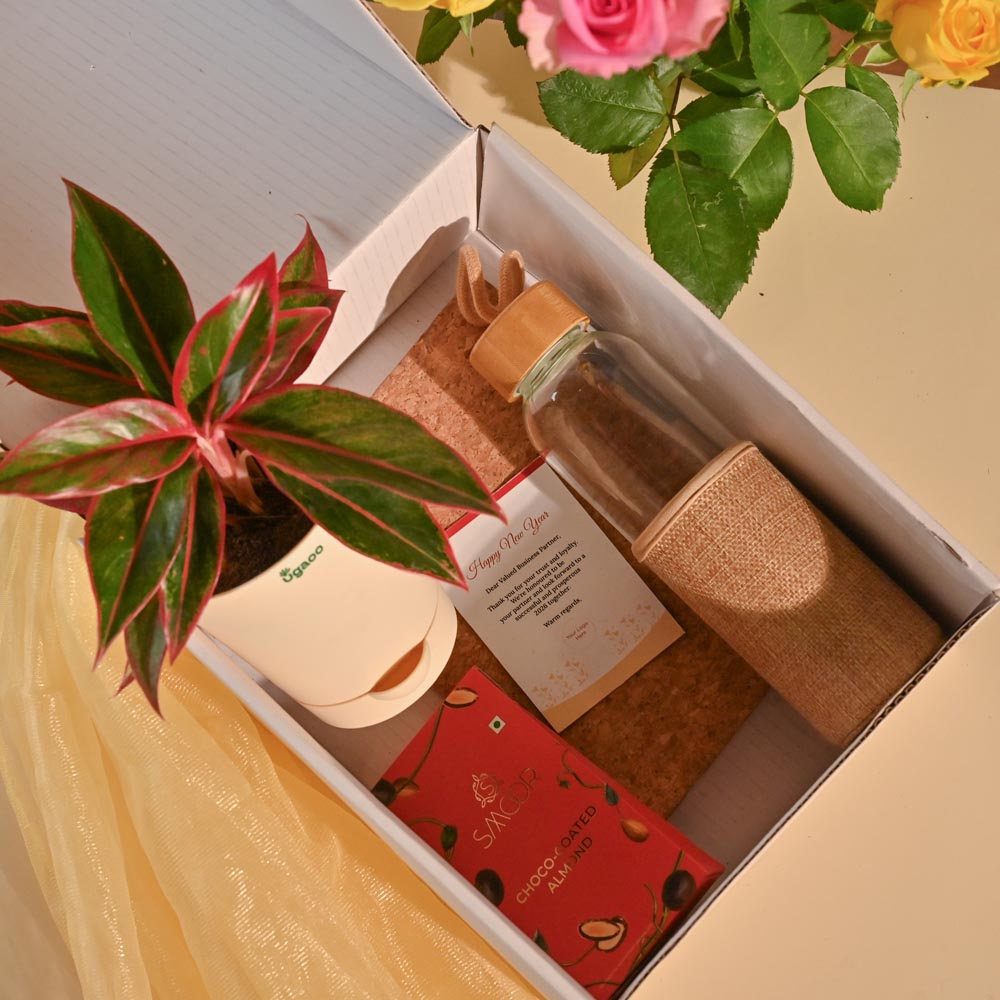 Aglaonema New Year Corporate Gifting Hamper