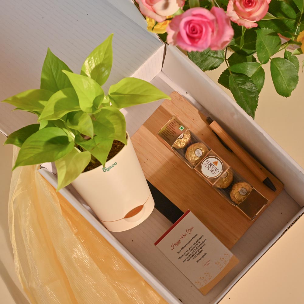 Money Plant New Year Corporate Desk Hamper