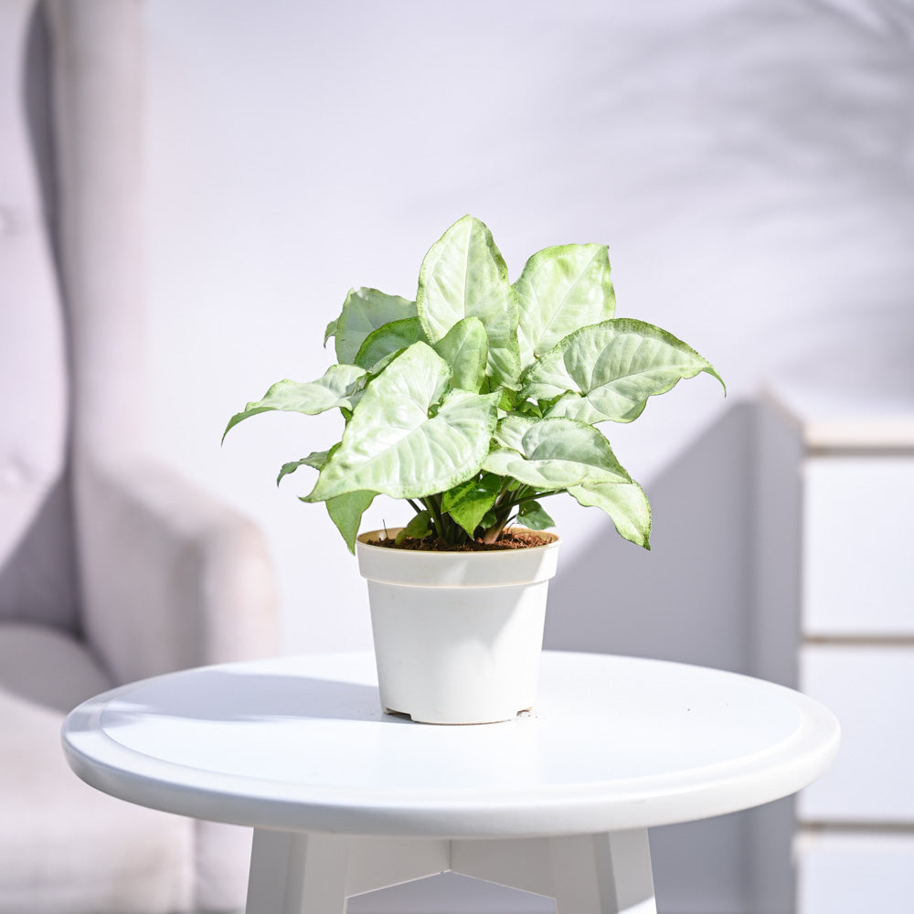 white butterfly plant indoor Syngonium White Butterfly Plant