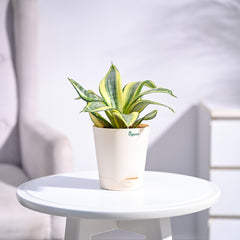 Snake Plant - Golden