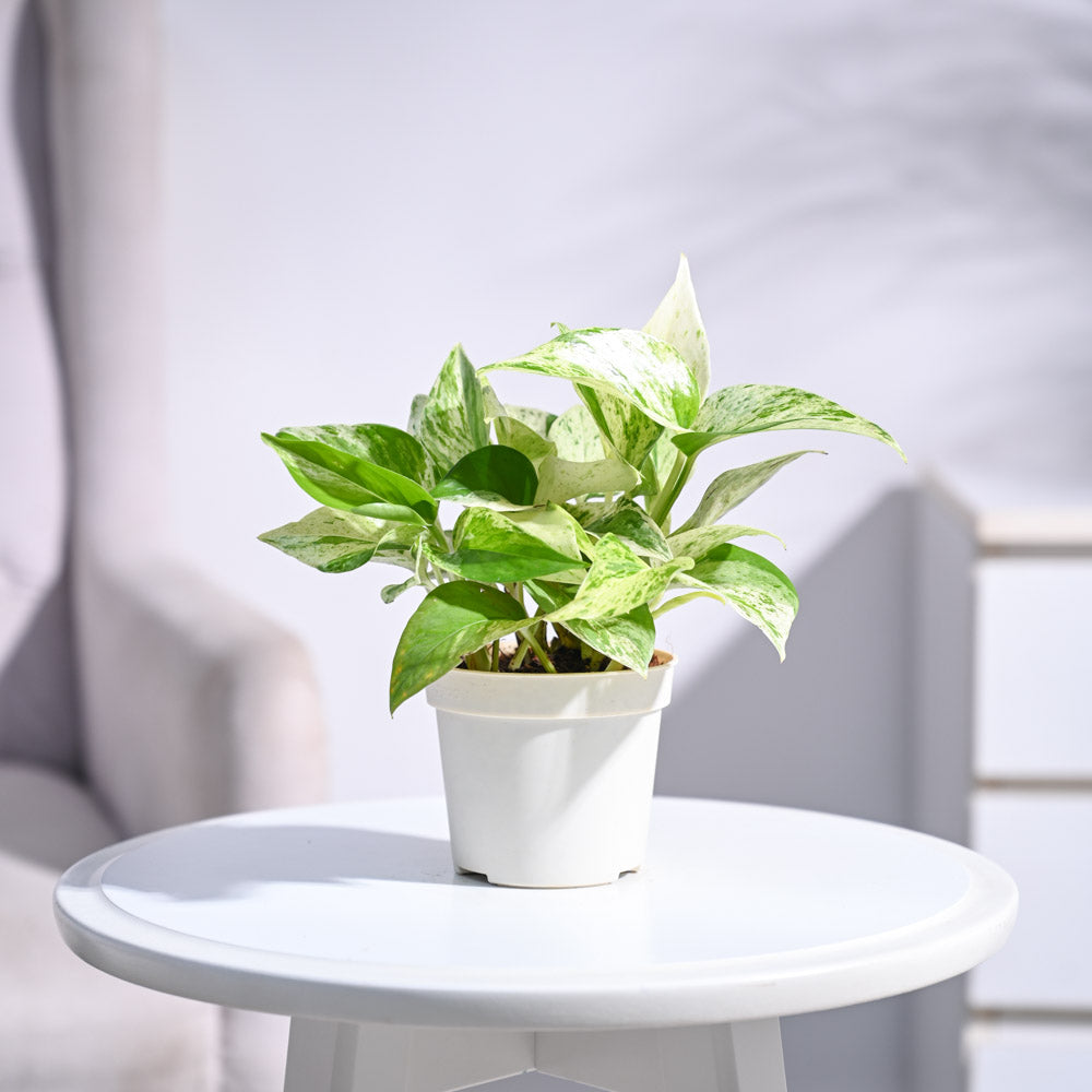 white money plant Get Money Plant Marble