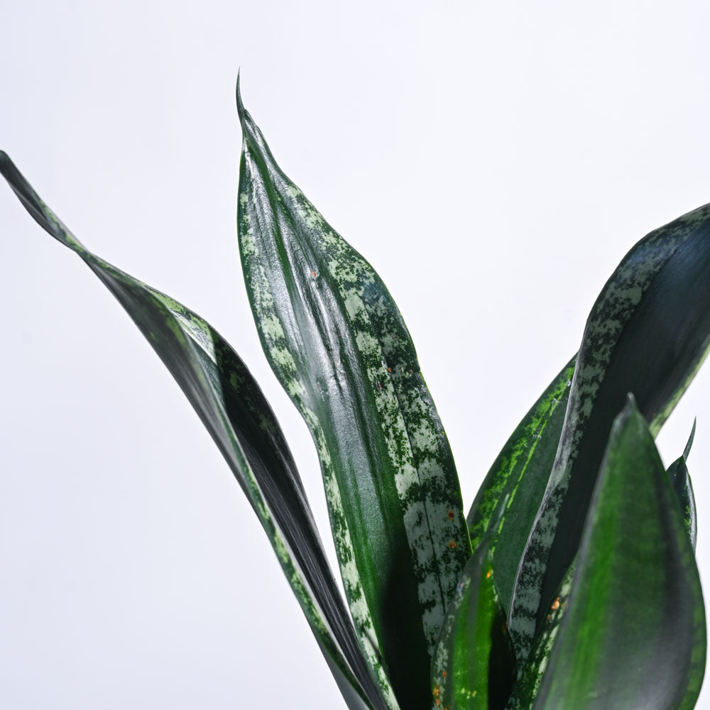 whitney snake plant Buy Sansevieria Whitney | Air-Purifying Indoor Plant