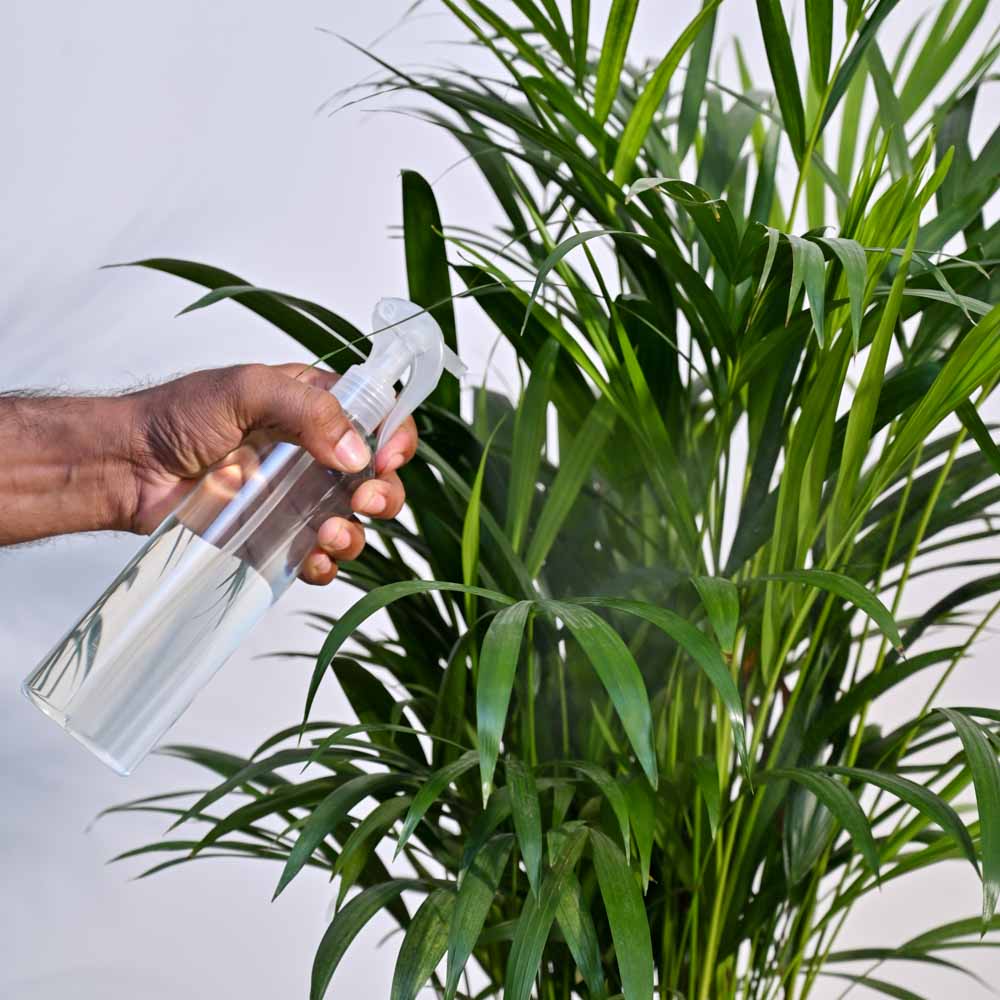 seaweed tonic for plants without fertilizer 250 ml Seaweed liquid fertilizer | Plant tonic for Plants