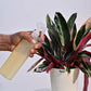 Leafresh Plant Shampoo - 100ml