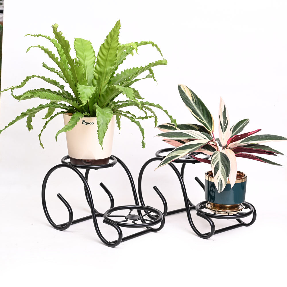 Swirl Decorative Plant stand Set of 2 Black