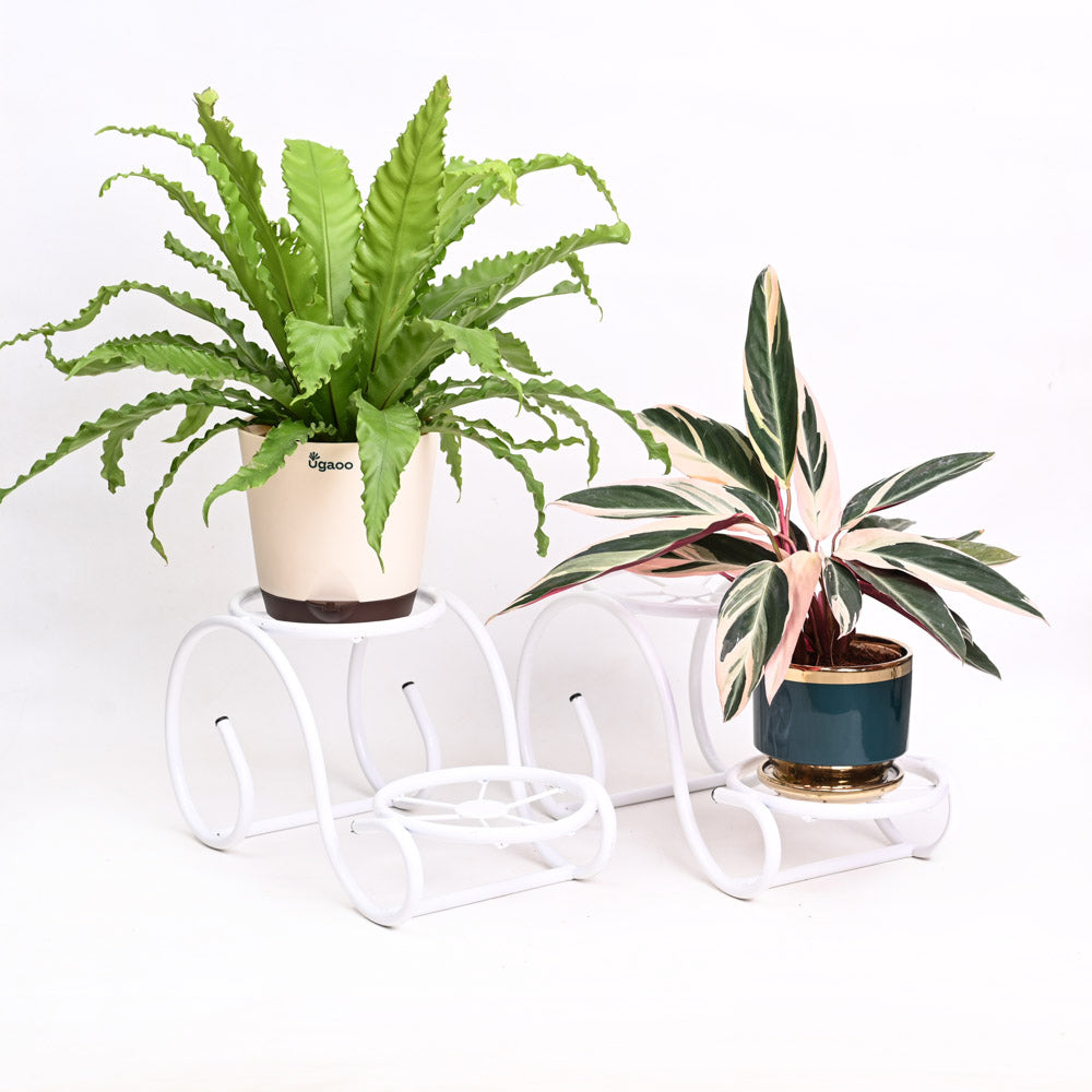 Swirl Decorative Plant stand Set of 2 White