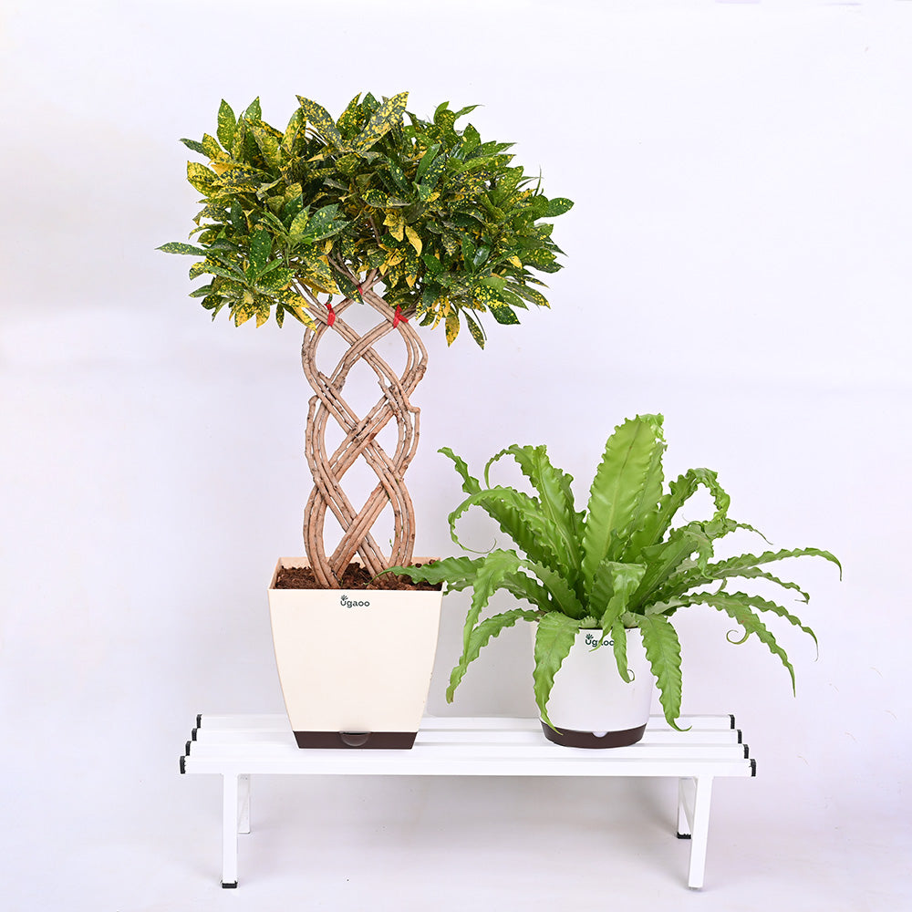 elevate plant pots Elevate Plant Stand Set of 2 – Ugaoo