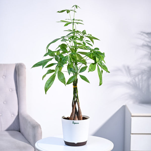 NUPL0451KWT