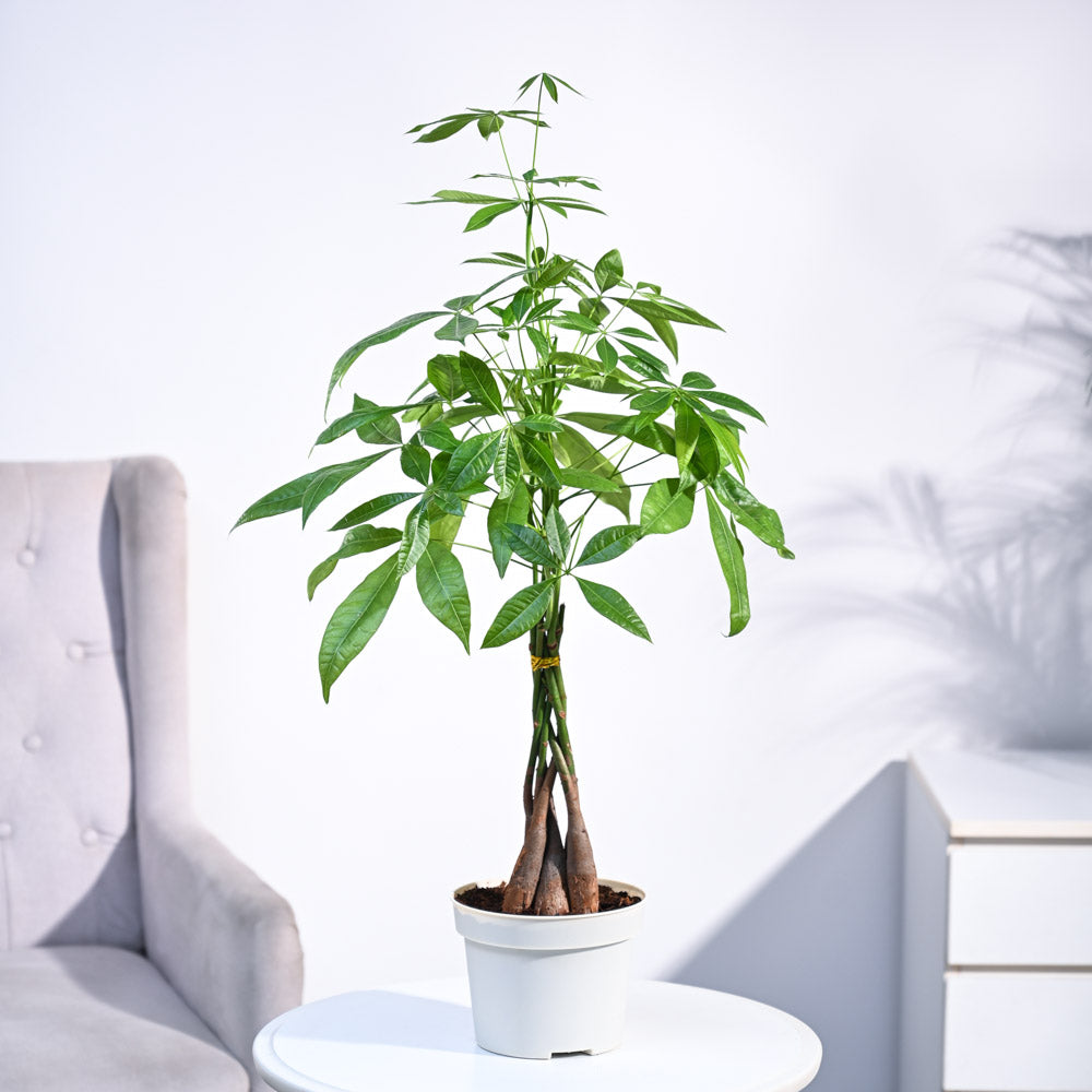 money tree 'guiana chestnut' pachira braid Buy Pachira Money Tree Plant (Guiana chestnut)