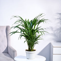 Areca Palm Plant