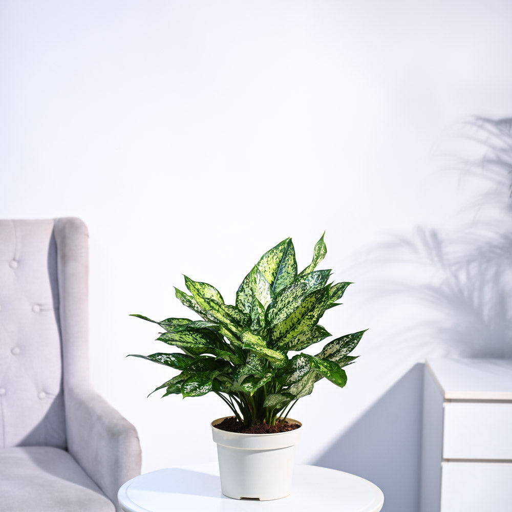 aglaonema snow white price Aglaonema Snow White Plant – Ugaoo
