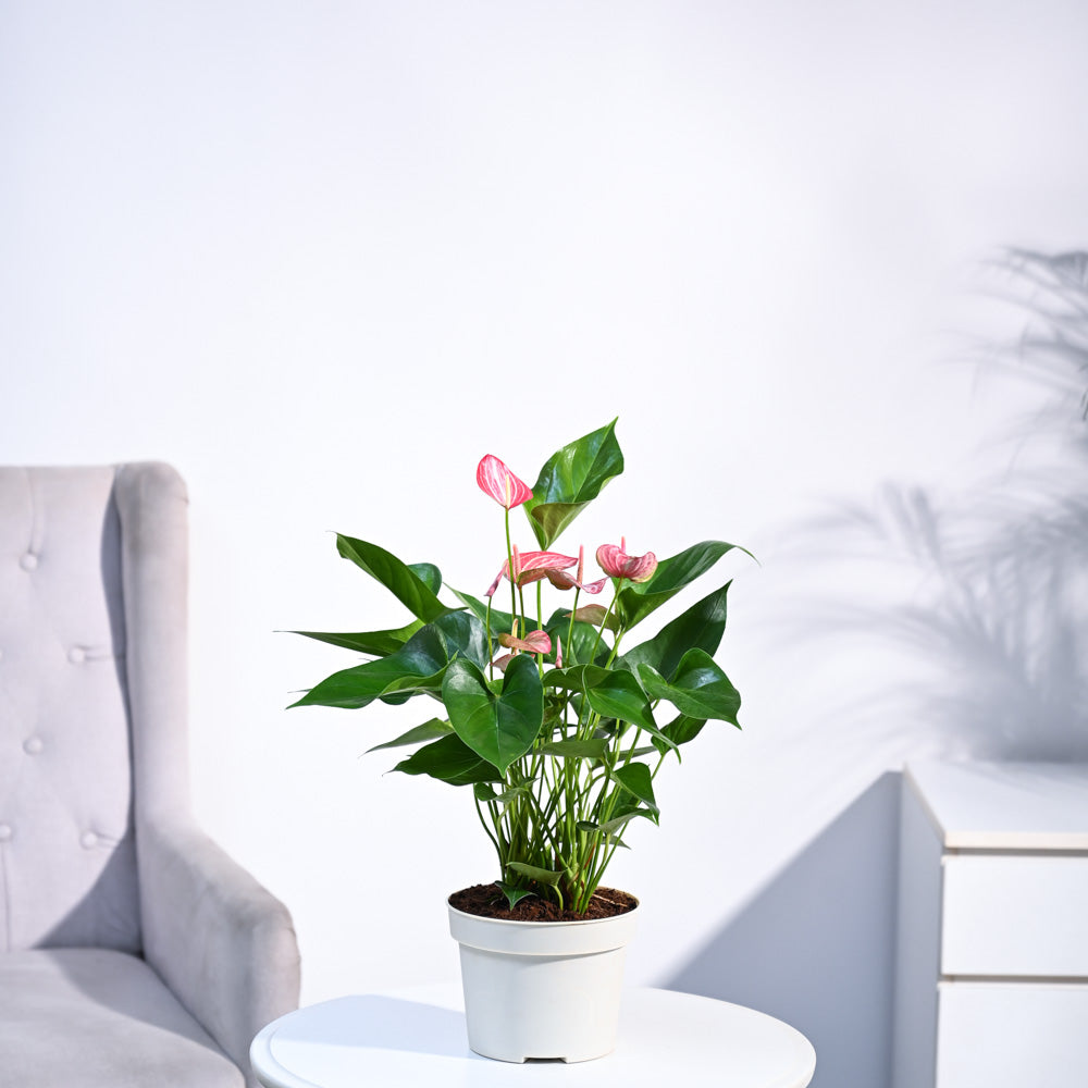 pink anthurium benefits Buy Anthurium Livium Plant |Placement, Benefits & Importance – Ugaoo