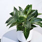 Philodendron Birkin Plant