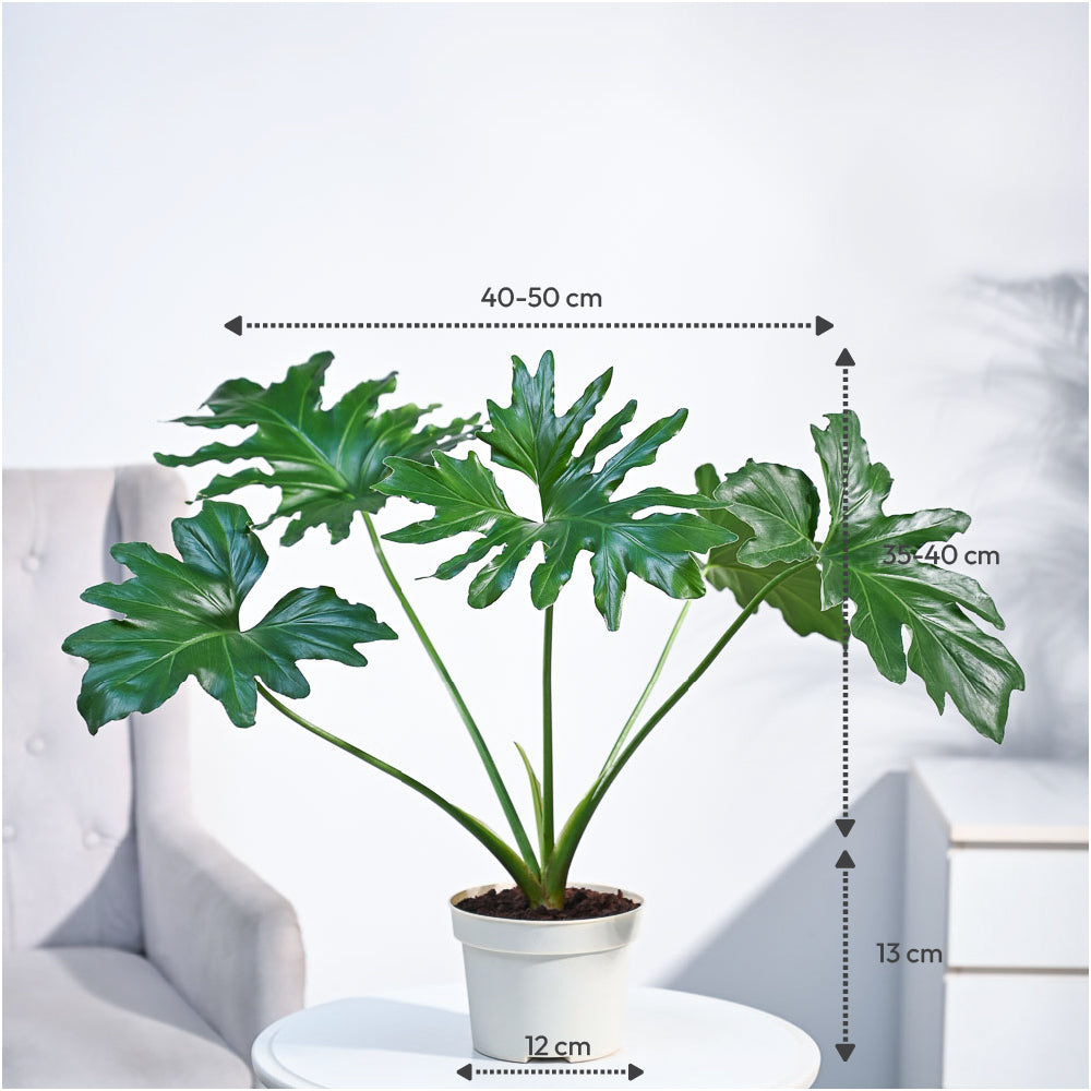 potted philodendron selloum Buy the Philodendron Selloum Plant