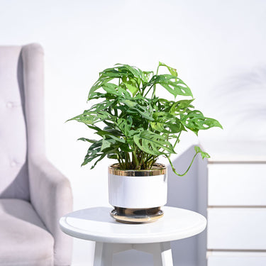 Buy Broken Heart Plant - Symbolic Indoor Beauty