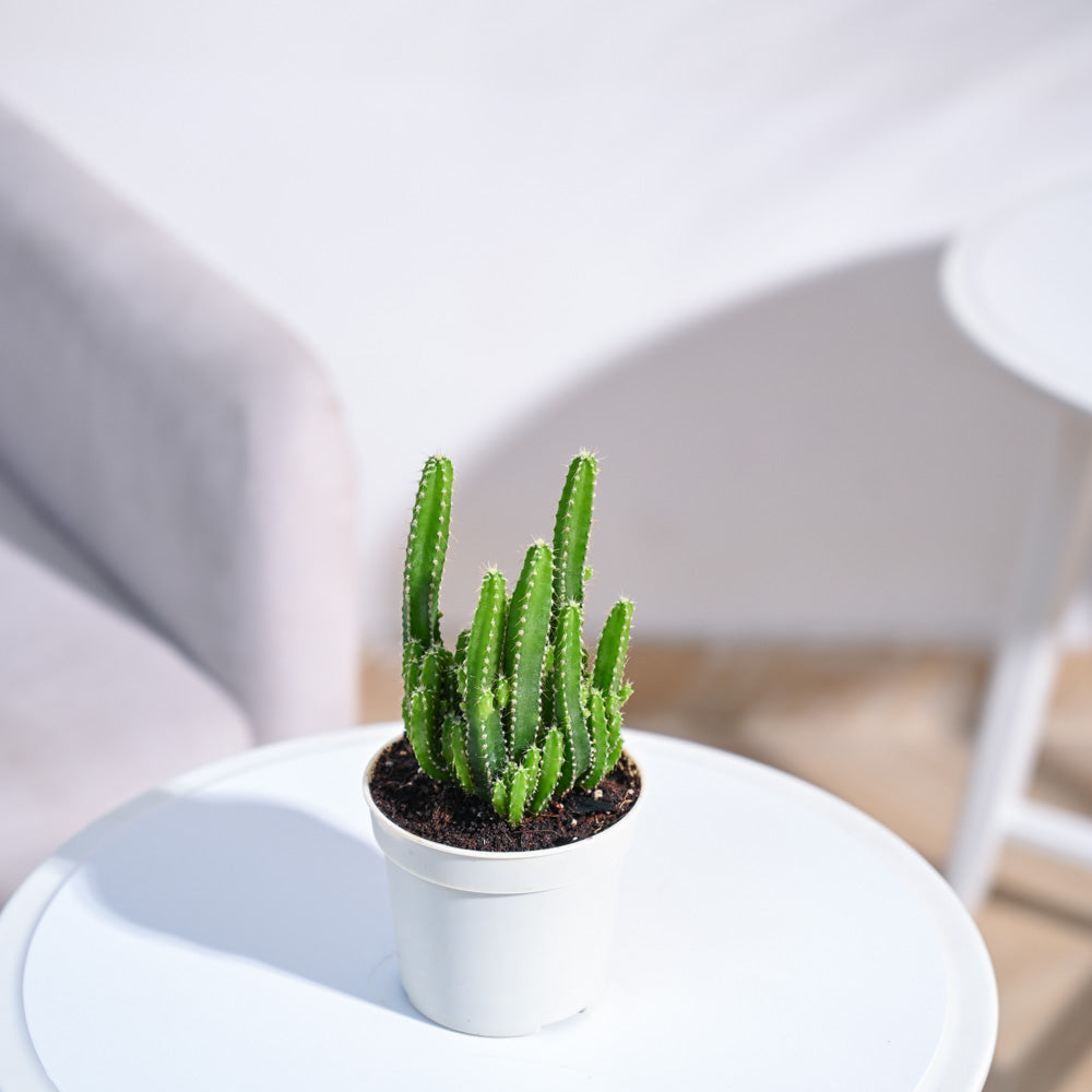 Mini Column Cactus Miniature Cactus Varieties Mini Cactus 5.5cm Pot Assorted – JM