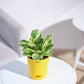 Peperomia_Variegated_Plant_NUPL0057KYL_Yellow