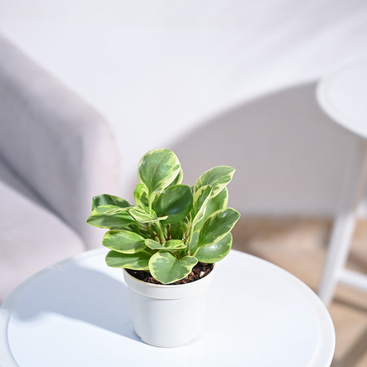 Peperomia_Variegated_Plant_NUPL0057LGY_Grey