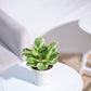 Peperomia_Variegated_Plant_NUPL0057KRD_Red