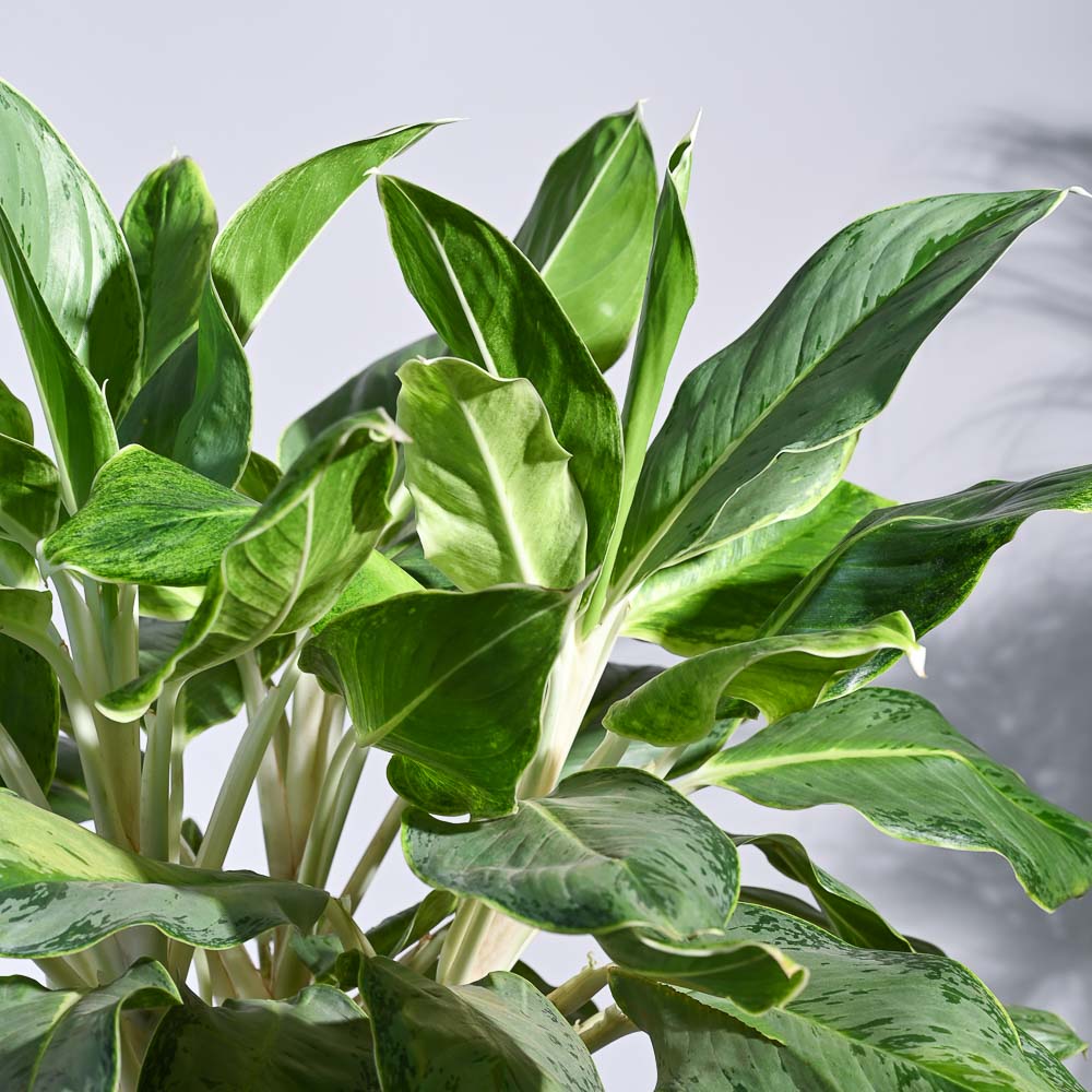 aglaonema ice cream Buy Aglaonema Ice Plant XL Plant: Elevate Your Space with Elegance – Ugaoo