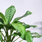 Aglaonema Dove Plant - XL