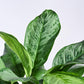 Aglaonema Dove Plant - XL