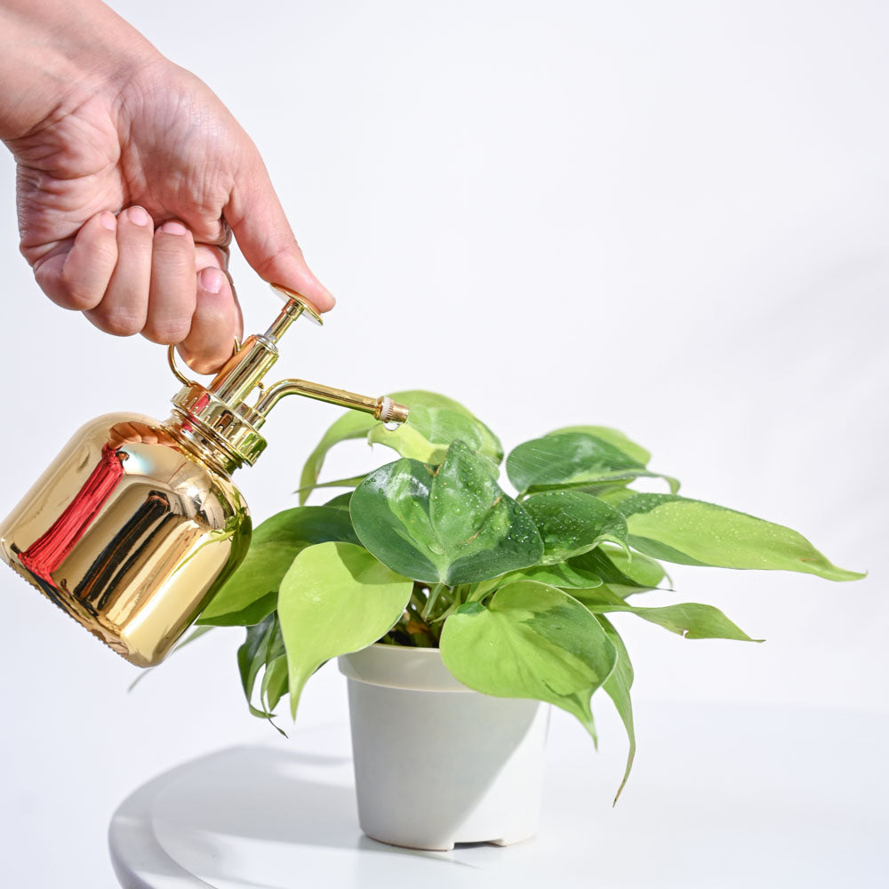 philodendron brasil watering Philodendron Brasil Plant with GroPot – Ugaoo