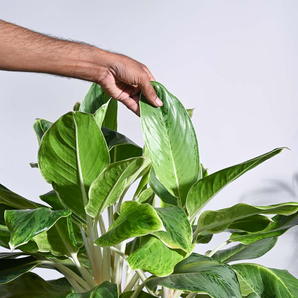 ice queen aglaonema Buy Aglaonema Ice Plant XL Plant: Elevate Your Space with Elegance – Ugaoo