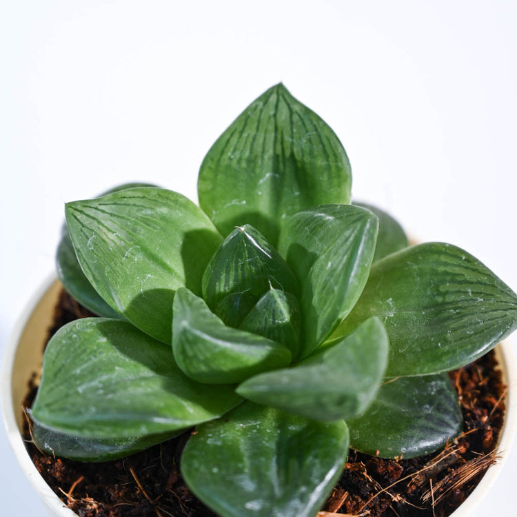 Haworthia_Cymbiformis_Plant_NUPL0384KLG_Light_Green