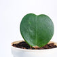 Heart_Hoya_Plant_NUPL0358LMC_Mocca