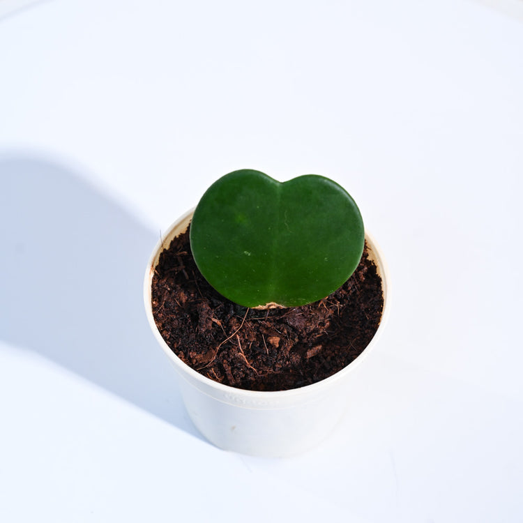 Heart_Hoya_Plant_NUPL0358KLG_Light_Green
