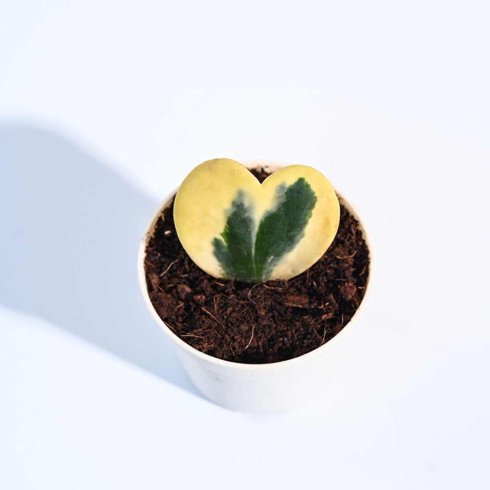 Heart_Hoya_Variegated_Plant _NUPL0440SWT_White