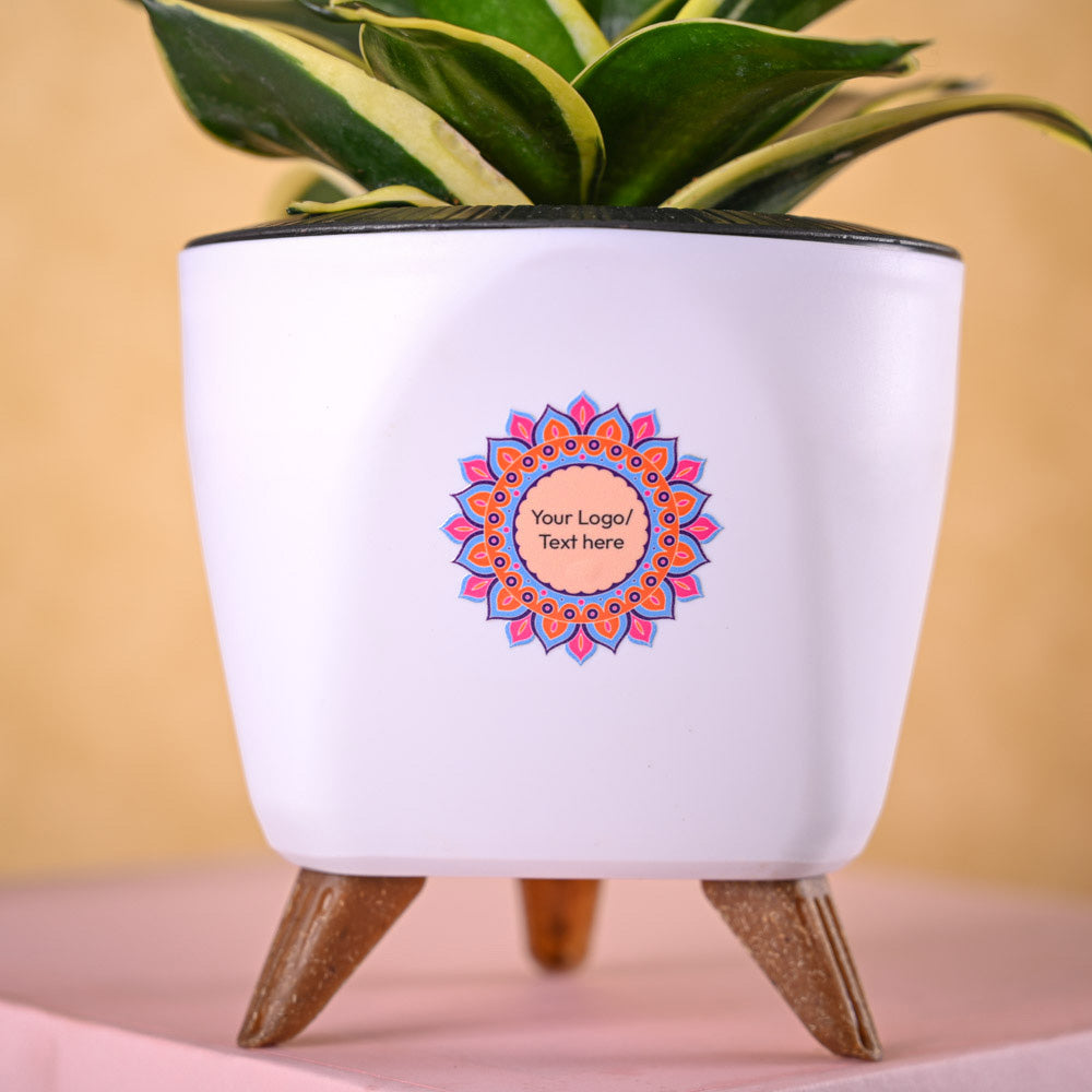 Snake Golden Hahnii &amp; Epiphany Gourmet Nutty Delights Diwali Combo