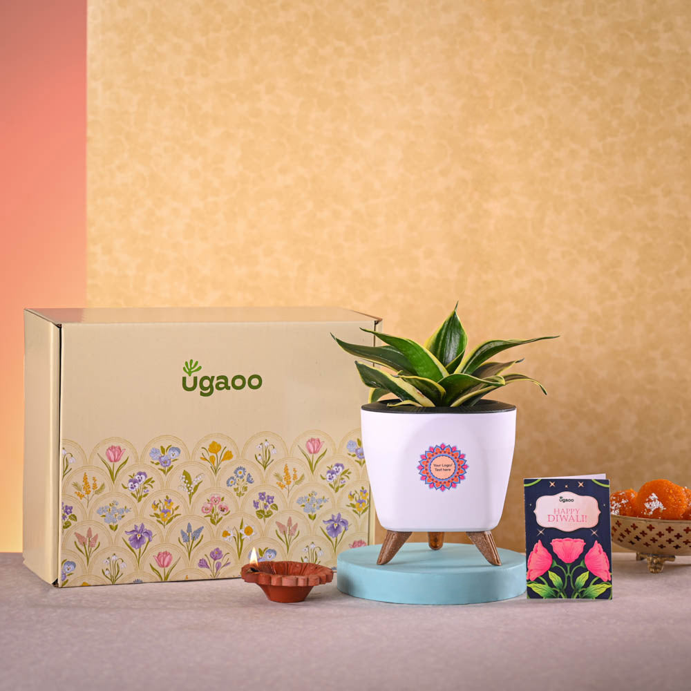 Snake Golden Hahnii &amp; Epiphany Gourmet Nutty Delights Diwali Combo