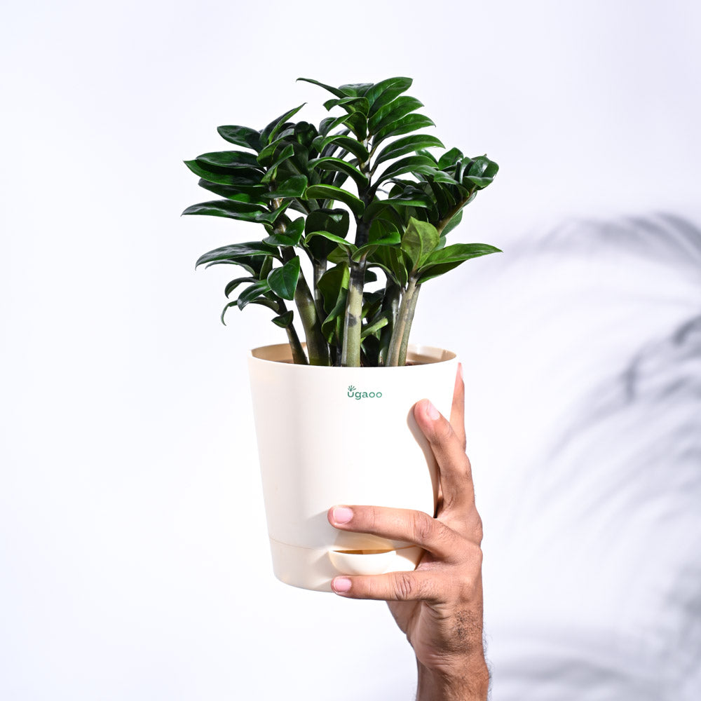 zz plant mini Dwarf ZZ Plant – Ugaoo