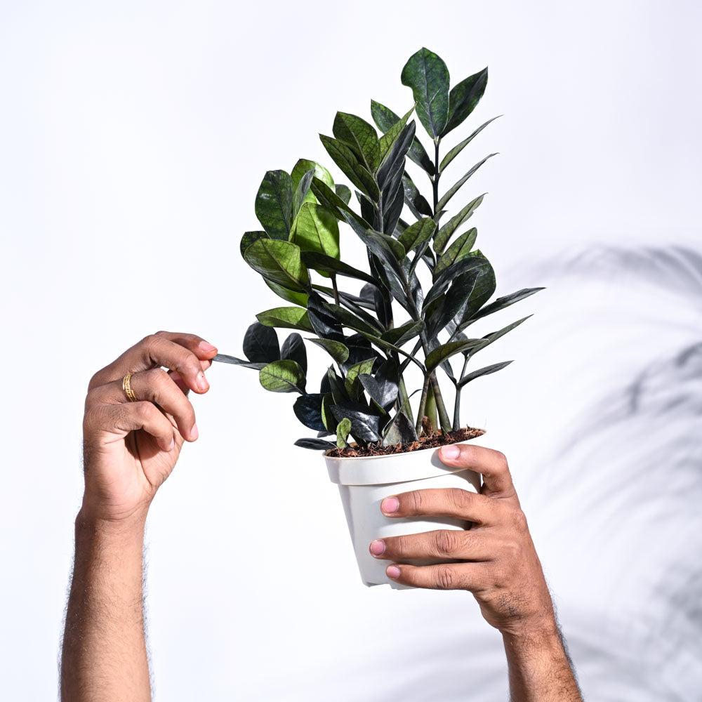 zz black plant Buy Exclusive Black Zz Plant Online at Ugaoo