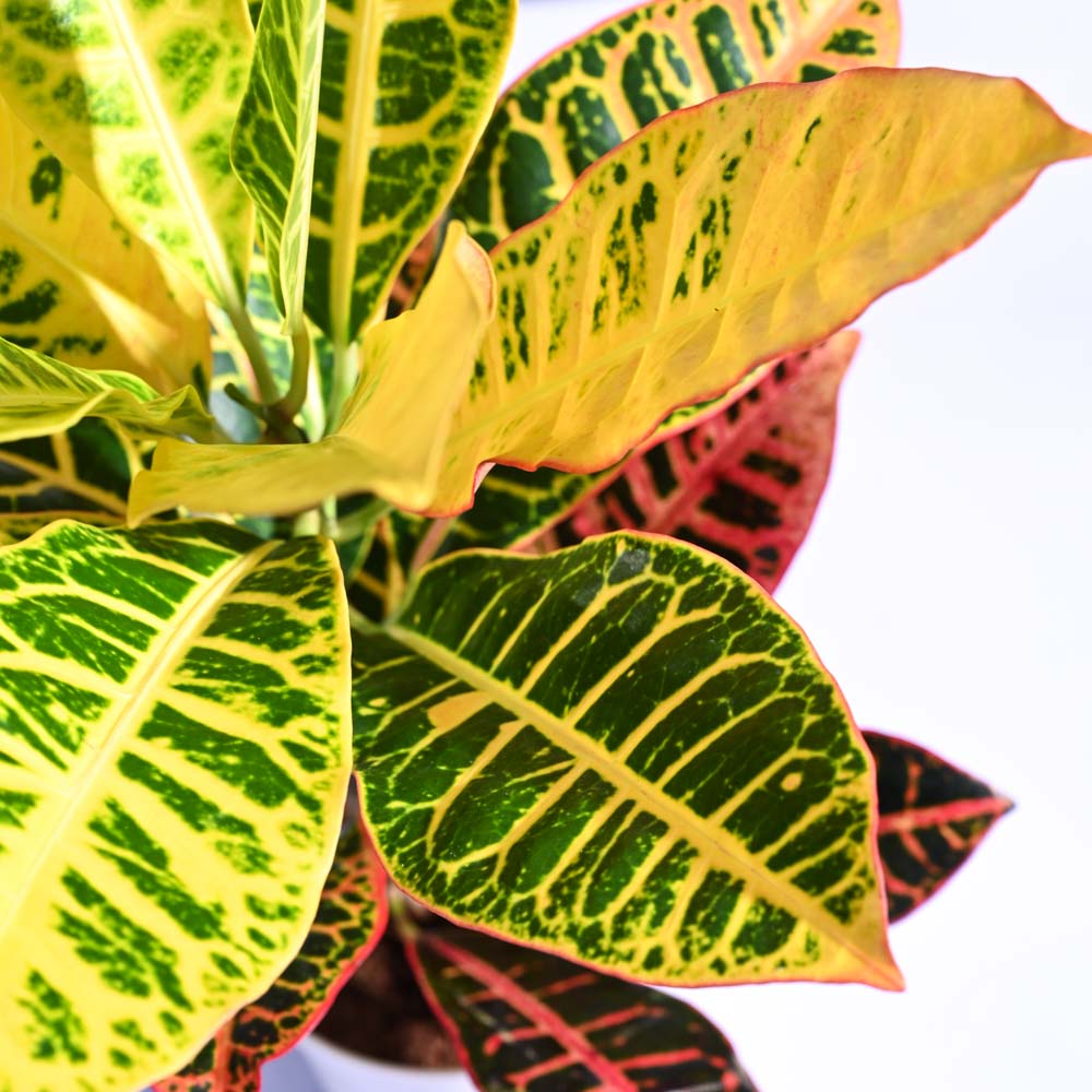 Buy The Croton Petra For Sale Tropical Variegated Low Maintenance buy-the-croton-petra-for-sale-tropical-variegated-low-maintenance