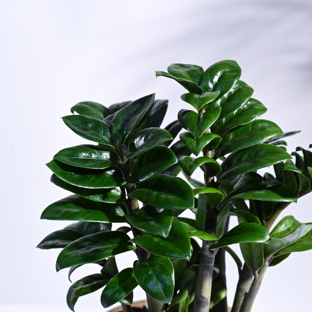 dwarf zenzi zz plant Dwarf ZZ Plant – Ugaoo
