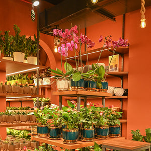 NIBM - Tribeca Highstreet