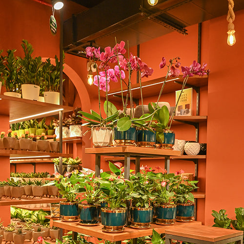 NIBM - Tribeca Highstreet