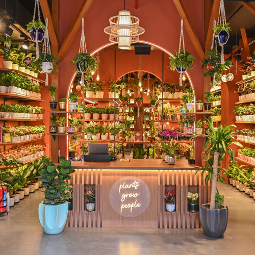 NIBM - Tribeca Highstreet