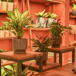 NIBM - Tribeca Highstreet