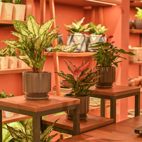 NIBM - Tribeca Highstreet