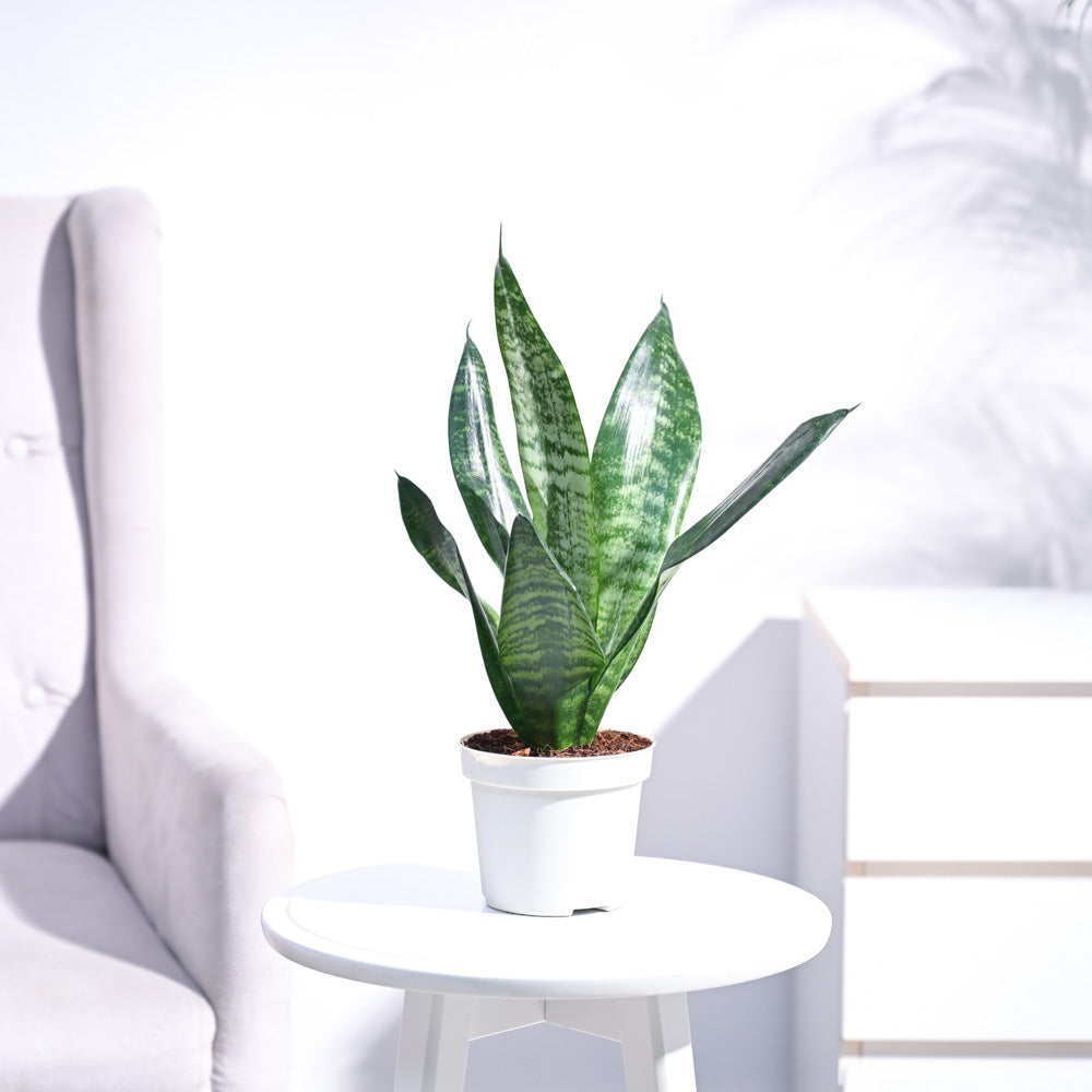 green and white snake plant Buy the Sansevieria Superba Green plant