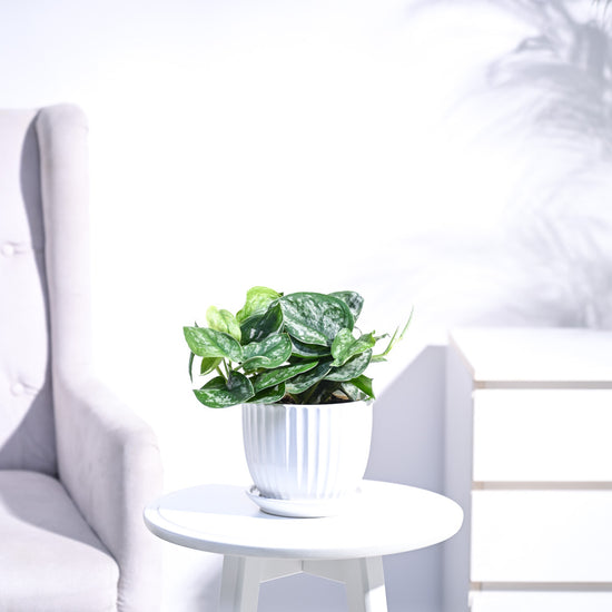 Office Plants Online Indoor Office Plants in India at Best Price