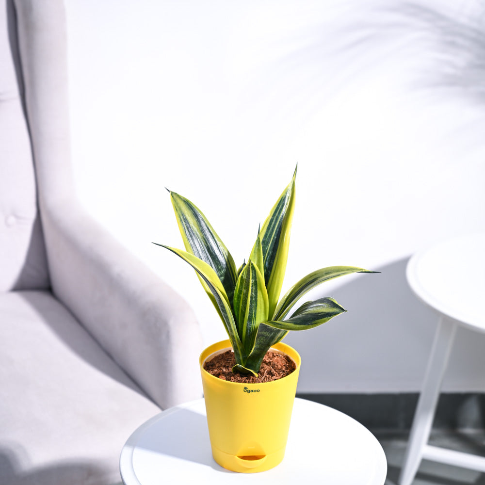 gold flame snake plant Buy Sansevieria Golden Flame